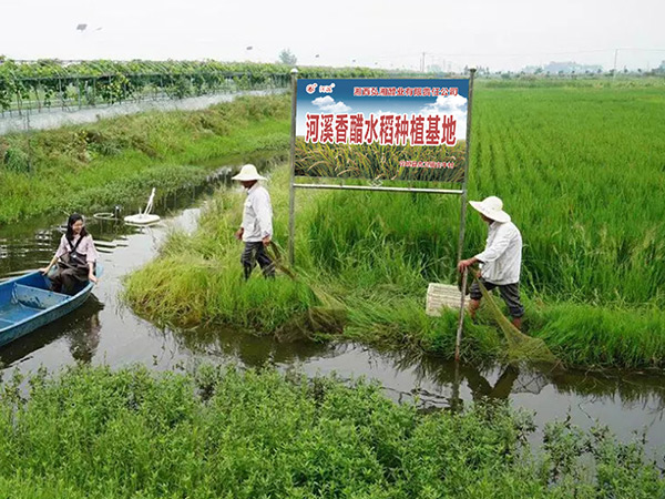 河溪香醋水稻种植基地